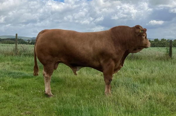 2 Year Old Limousin Bull