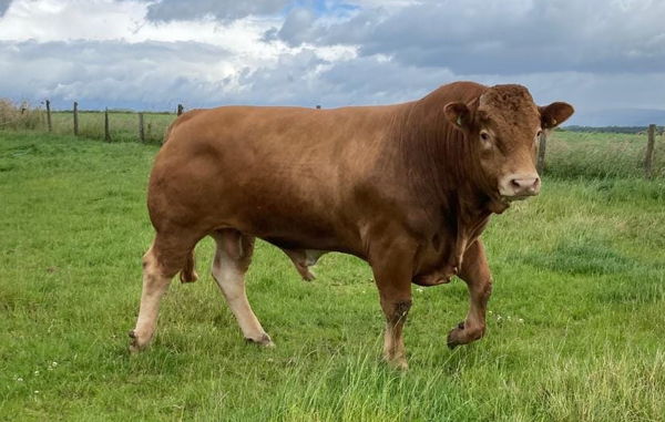 2 Year Old Limousin Bull