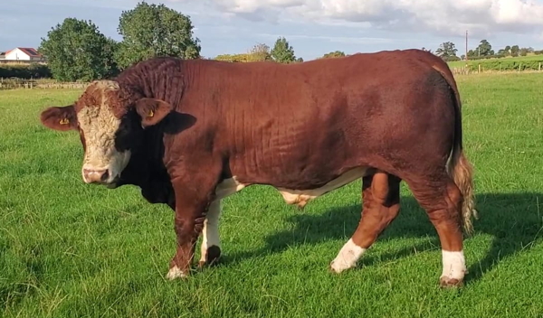 Simmental Young Bull