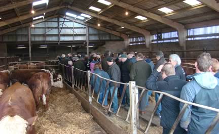 Ervie Hereford bull viewing