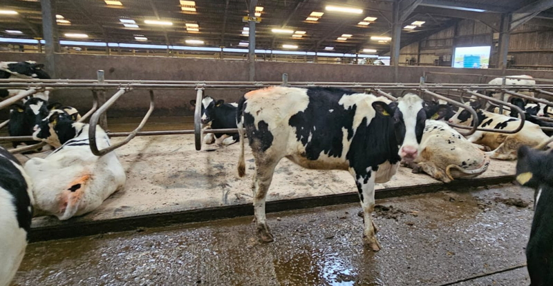 Holstein Friesian Heifers