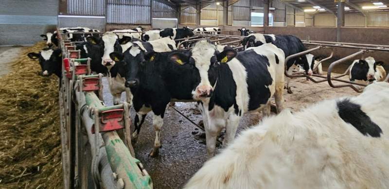 Holstein Friesian Heifers