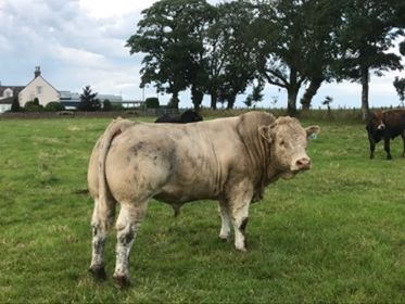 Charolais Bull