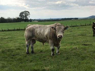 Charolais Bull