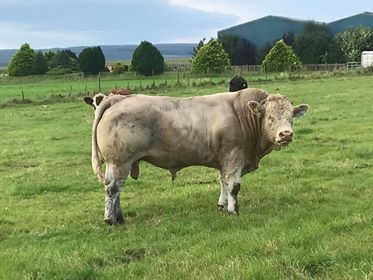 Charolais Bull