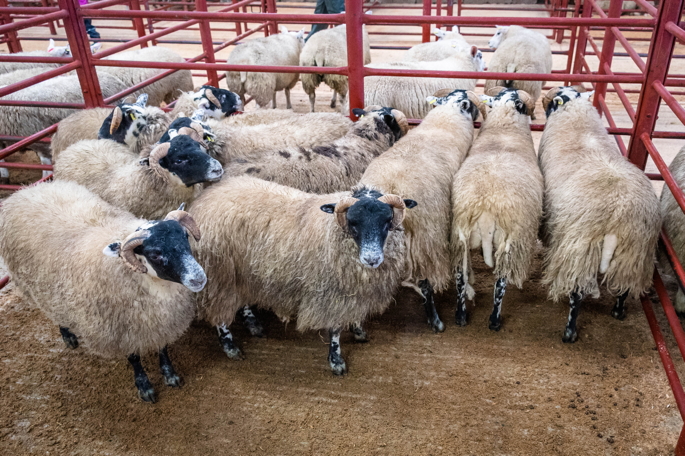 1st Prize South Country Cheviots