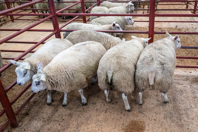 1st Prize Other Continental