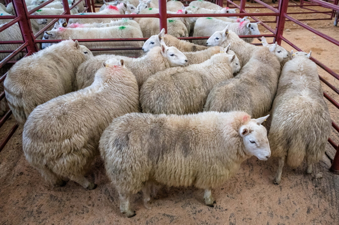 1st Prize South Country Cheviots