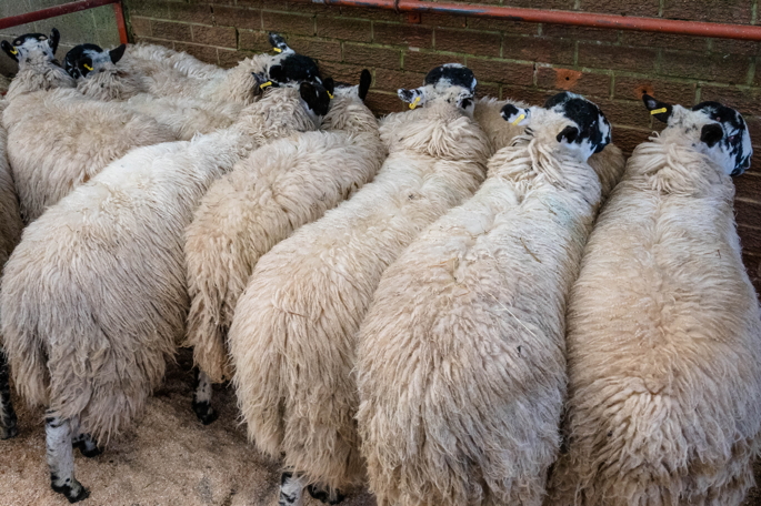 1st Prize North of England Mules