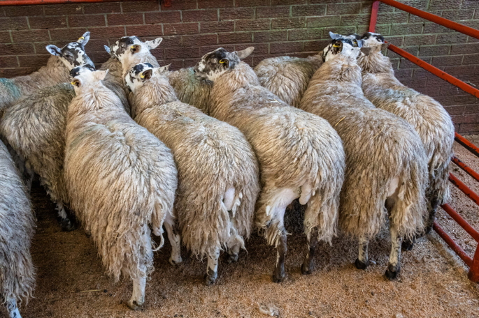 1st Prize Scotch Mules